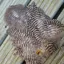 Whiting Rooster Soft Hackle with Chickabou in Grizzly