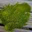 Whiting Rooster Soft Hackle with Chickabou in Grizzly Dyed Fl.Green Chartreuse
