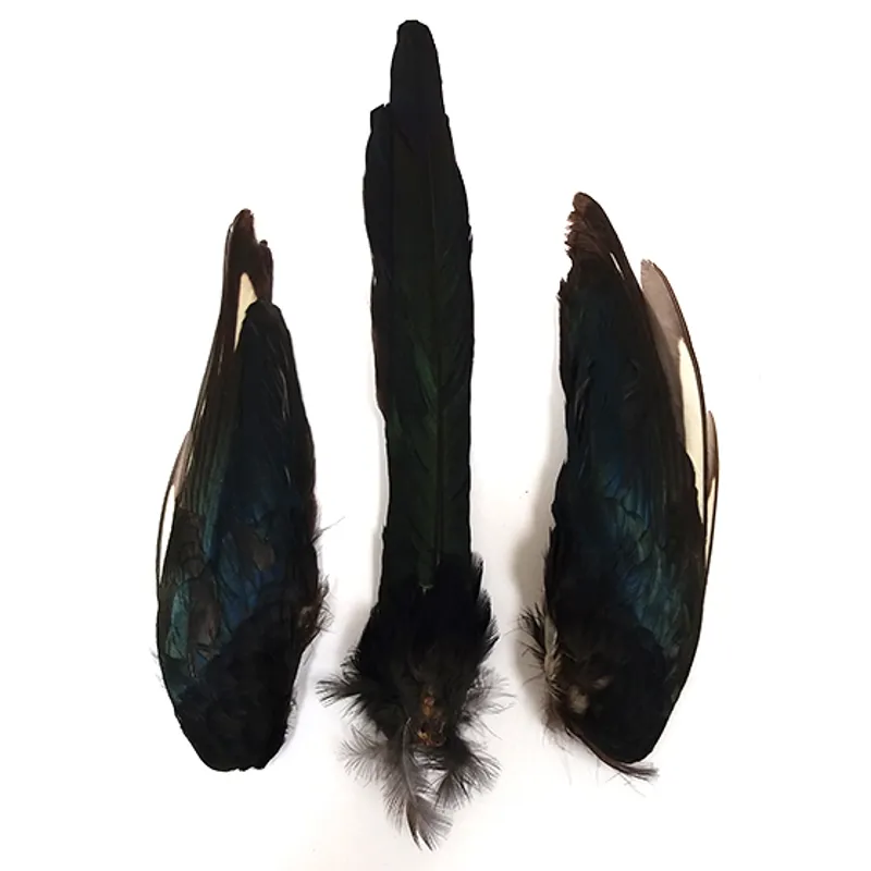 Magpie Wings or Tail