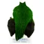 Whiting Freshwater Streamer Rooster Cape in Badger Highlander Green