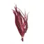 Whiting Schlappen Bundle 6-10 in Grizzly Pink