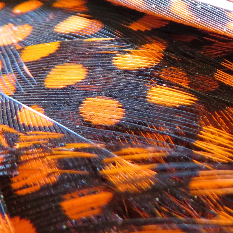 Whiting Farms Large Monster Guinea Fowl Skins-1